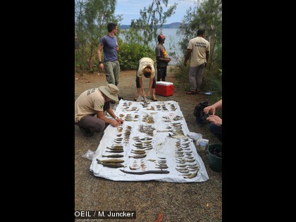 Les efforts conjoints des participants ont permis de collecter environ un millier de poissons morts (aux stades juvénile et adulte) appartenant à une quinzaine d’espèces. 