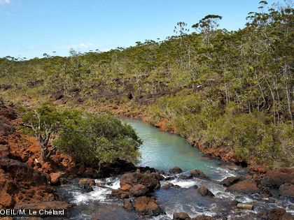 Avec une variété d'espèces rares et endémiques conséquente, le creek Pernod est considéré comme un des plus beaux paysages de Nouvelle-Calédonie