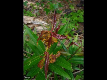 Le champignon attaque essentiellement les jeunes feuilles et tiges, les fruits, les bourgeons et parfois les fleurs.