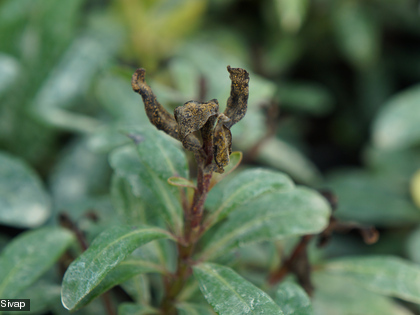 Le champignon attaque essentiellement les jeunes feuilles et tiges, les fruits, les bourgeons et parfois les fleurs.