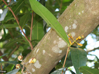 Le champignon attaque essentiellement les jeunes feuilles et tiges, les fruits, les bourgeons et parfois les fleurs.