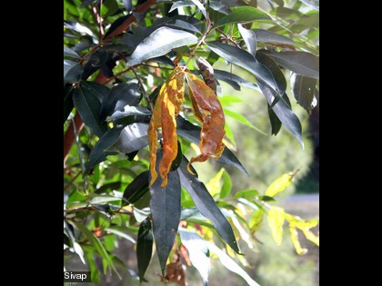 Le champignon attaque essentiellement les jeunes feuilles et tiges, les fruits, les bourgeons et parfois les fleurs.