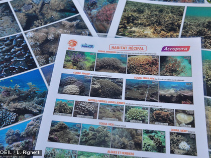 Des plaquettes d'identification des espèces