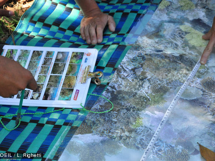 Exercice pratique avant d'aller à l'eau Les observateurs s'entrainent à identifier les espèces selon une méthode normée