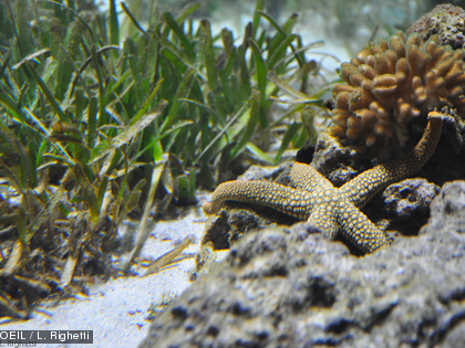 Poissons, étoiles de mer, coraux, etc. C'est tout un écosystème qui virevolte autour des phanérogames.