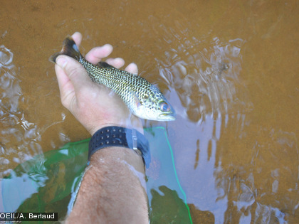 Mission terrain du 8 mai 2014 suite à l'acidification du creek de la Baie Nord Quelques rares organismes - dont on ne sait pas s’ils ont survécu à l’accident ou s’ils proviennent d’afluents du creek - ont été retrouvés vivants (carpes et anguilles, crustacés et larves d’insectes).