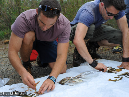 Mission terrain du 8 mai 2014 suite à l'acidification du creek de la Baie Nord Cette collecte, intervenant au lendemain de l'incident, n'est pas exhaustive. Certains organismes ont pu ne pas avoir été collectés.