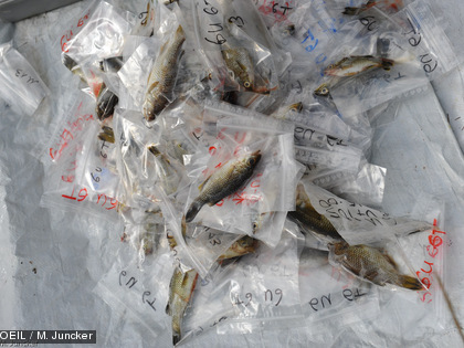 Mission terrain du 8 mai 2014 suite à l'acidification du creek de la Baie Nord Certaines espèces de poisson retrouvées mortes sont rares, endémiques et protégées par le code de l’environnement de la province Sud.