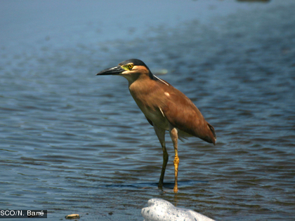 Le Bihoreau cannelle, Nycticorax caledonicus