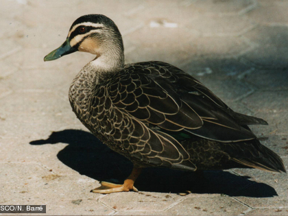 Le canard à sourcils, Anas superciliosa