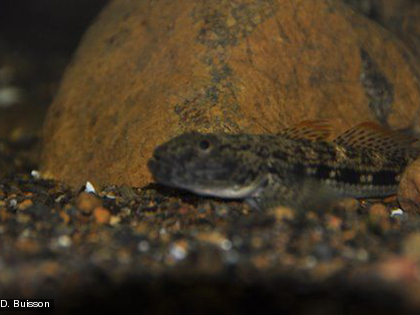 Le Glossobius celebius Une espèce des rivières du Sud de la Nouvelle-Calédonie