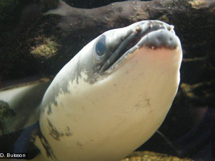 l'anguille, Anguilla sp. Elle vit dans les eaux courantes (des estuaires aux cours moyens ou supérieurs) mais aussi dans les eaux stagnantes