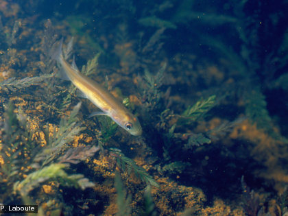 Galaxias neocaledonicus