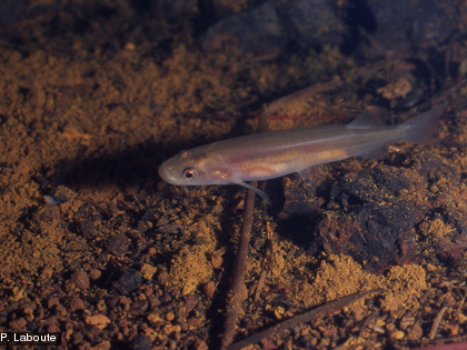 Galaxias neocaledonicus Ce poisson endémique Galaxias neocaledonicus a été pris en photo dans la rivière de la Madeleine en 1996.