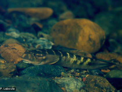 Sicyopterus lagocephalus