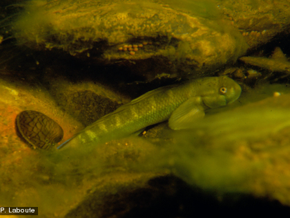 Sicyopterus lagocephalus