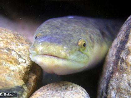 l'anguille, Anguilla sp. Elle vit dans les eaux courantes (des estuaires aux cours moyens ou supérieurs) mais aussi dans les eaux stagnantes