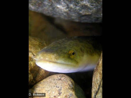 l'anguille, Anguilla sp. Elle vit dans les eaux courantes (des estuaires aux cours moyens ou supérieurs) mais aussi dans les eaux stagnantes