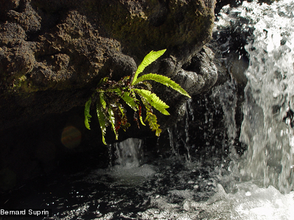 Une fougère aquatique, Blenchnum francii