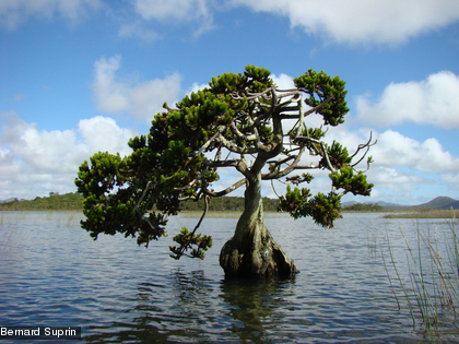 Dacrydium guillauminii Une espèce endémique protégée
