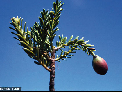 Retrophyllum minus Une espèce endémique et protégée