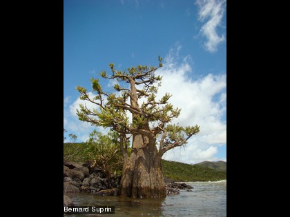 Retrophyllum minus Une espèce endémique et protégée