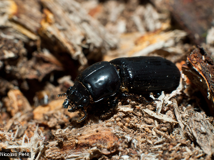 Coléoptère sur bois mort Espcèce observée en Forêt humide sur sol ultramafique