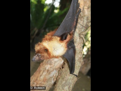 Roussette rousse, Renard-volant orné, Pteropus ornatus Cette espèce est endémique