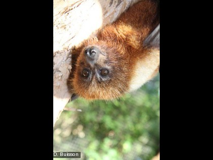 Roussette rousse, Renard-volant orné, Pteropus ornatus Cette espèce est endémique
