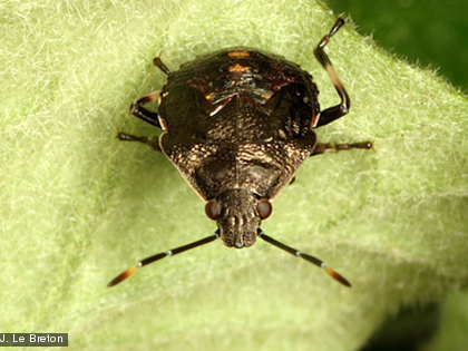 Une jeune punaise des bois Nymphe de Polycarmès sp.