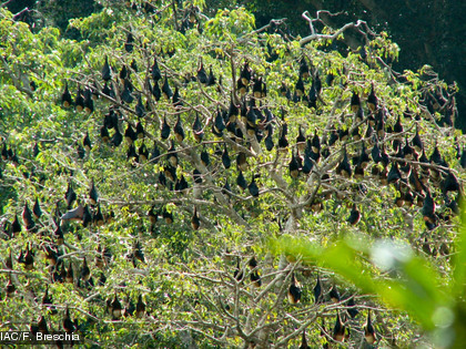 Groupe de Pteropus ornatus Cette espèce est endémique