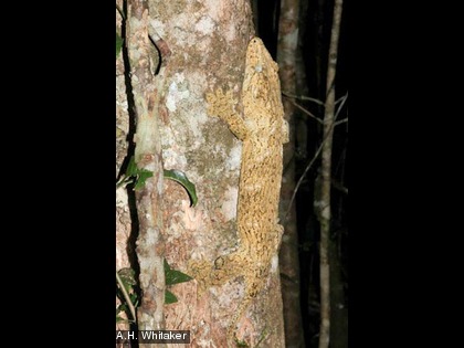 Le Gécko Géant de Leach, Rhacodactylus lechianus Cette espèce est endémique et protégée.
