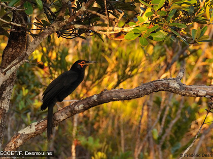Le méliphage noir, Gymnomyza aubryana