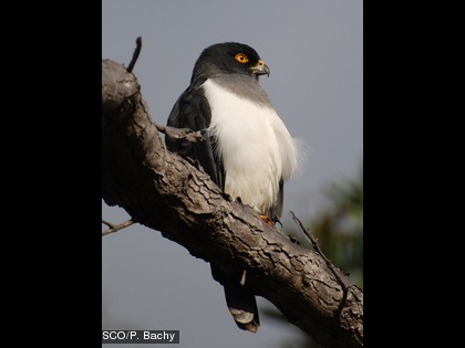 L'autour à ventre blanc, Accipiter haplochrous