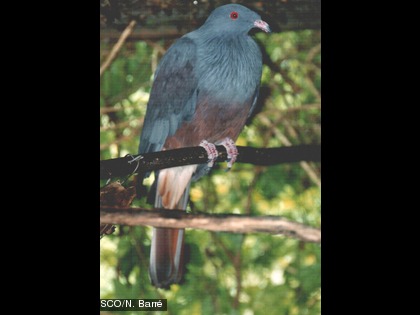 Le notou ou carpophage géant, Ducula goliath Cette espèce est endémique.