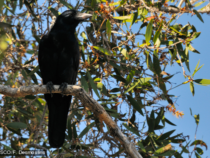 Le corbeau calédonien, Corvus moneduloides Cette espèce est endémique.
