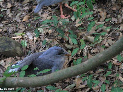 Le cagou, Rhynochetos jubatus Cette espèce est endémique.