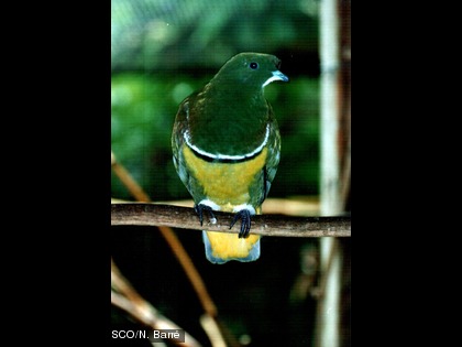 Le pigeon vert ou pigeon soyeux, Drepanoptila holosericea Cette espèce est endémique.