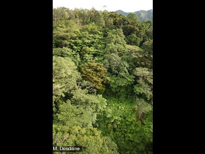 Forêt de la Thy La forêt humide couvre 4 000 km² en Nouvelle-Calédonie.