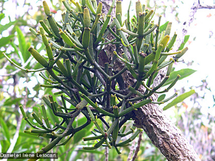 Arbre à palettes La forêt humide présente une flore exceptionnelle. Elle abrite plus de 2 000 espèces végétales dont 80 % d’espèces endémiques.