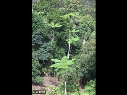 Fougères arborescentes La forêt humide néo-calédonienne compte l’une des plus grandes fougères arborescentes du monde, Cyathea intermedia.