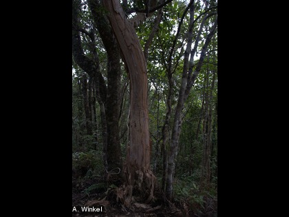 Les cerfs menacent la forêt humide Arbre de la forêt humide dont l'écorce est abîmée par les cerfs