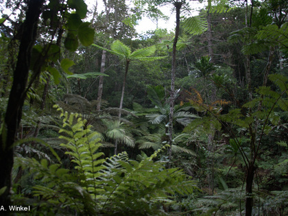 Dans la forêt humide... La forêt humide abrite des fougères de toutes tailles.