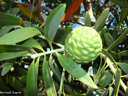 Kaori de forêt, mûgé (xârâcùù), Agathis lanceolata