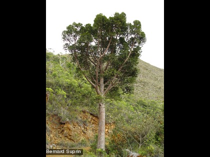 Kaori de forêt, mûgé (xârâcùù), Agathis lanceolata