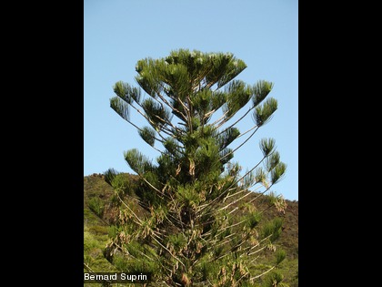 Araucaria bernieri
