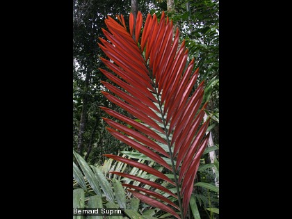 Chambeyronia macrocarpa