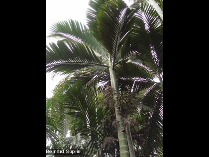 Chambeyronia macrocarpa