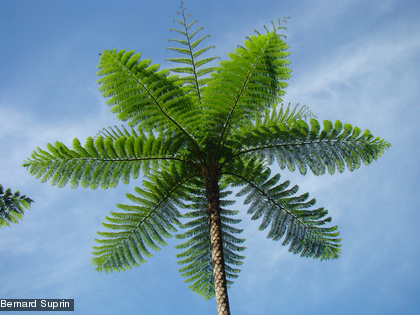 Une fougère arborescente à coeur blond, Sphaeropteris intermedia
