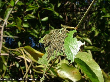 Chenilles grégaires sur des lianes Capparis artensis Les chenilles ont été inventoriées dans la forêt sèche du parc forestier en 2008-2009